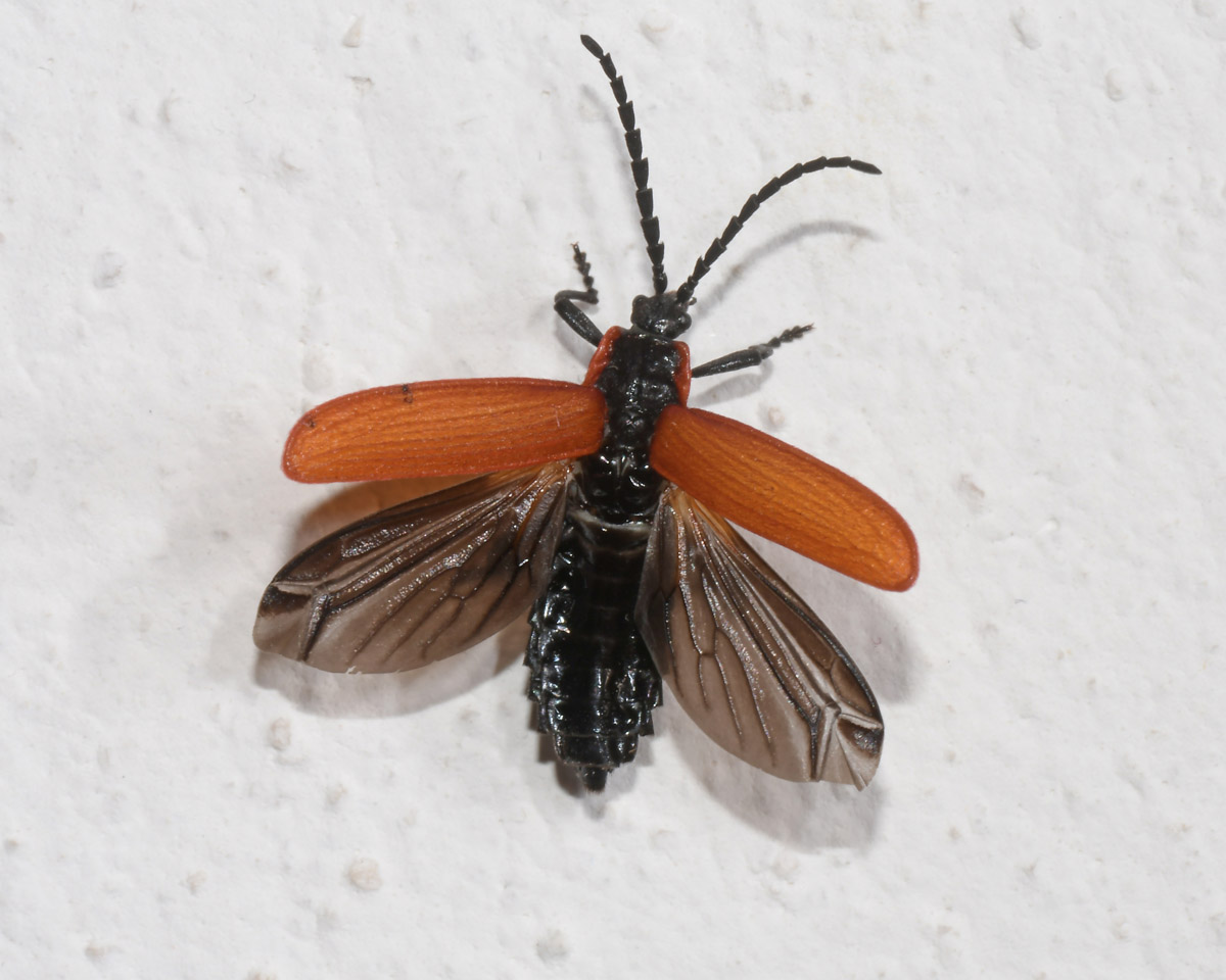 Lycidae:  Lygistopterus anorachilus